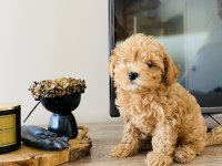 ORJİNAL MİNİ BOY MALTİPOO SÜS KÖPEĞİ
