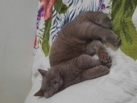 1 yaşında British Shorthair kedimiz