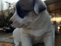 Border collie melezi sahiplendirme