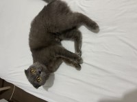 Scottish fold 5 aylık dişi