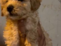 Safkan maltipoo yavrular ırk sağlık garantili