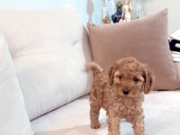 KENDİ POODLE YAVRUMUZ GÜZEL BAKILMASI BİZİM İÇİN ÖNEMLİ