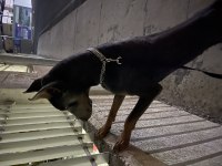 Paskal34 İstanbul Doberman