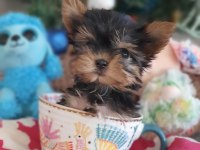 Şecereli Teacup Yorkshire Terrier Yavrularımız