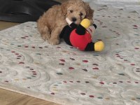 Sevgi dolu bir yuva arıyoruz köpeğimize