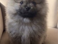 Üst Kalite Orange Pomeranian Erkek Bebeğim