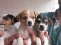 Kısa bacaklı jack russell yavrularımız