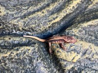Lily White Crested Gecko