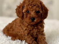 TOY POODLE BEBEKLERİ
