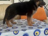 76 günlük alman kurdu puppy aşıları yapıldı