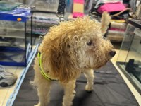 Yavru eğitimleri tam toy poodle