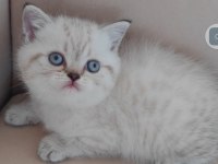 British shorthair kedisi
