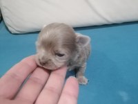 Şivava köpeklerim yeni yuvalarını arıyorlar