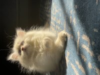 Safkan BRİTİSH LONGHAİR ERKEK 3 aylık