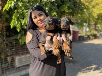 Üst kalite king doberman yavrularım