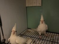 Kızgın erkek sultan papağanları
