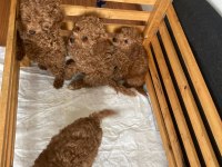 EVDE BAKILMAKTA OLAN ANNE ALTINDAN POODLE