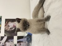 Bluepoint yavrumu sahiplendiriyorum british shorthair