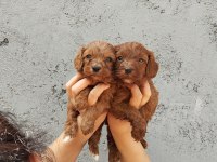 Maltipoo oyuncak tatlı bebişler