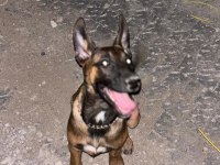 3 AYLIK EĞİTİME HAZIR ORİJİNAL MALİNOİS KÖPEKLER