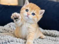Show kalite british shorthair golden bebekler