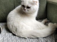 2 Yaşında Scottish Fold Beyaz