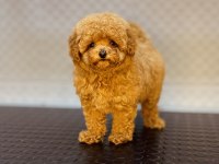 DİŞİ VE ERKEK TOY GARANTİLİ POODLE YAVRULARIMIZ
