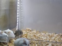 Gonzales hamster