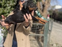 Doberman Yavrularım Sağlık Ve Irk Garantilidir