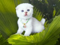 Scottish fold 2 Aylık Dişi