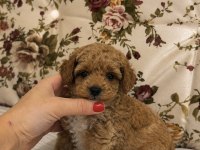 Mini Boy Maltipoo Kızımız