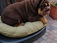 RENKLİ BULLDOG ÇOCUKLAR
