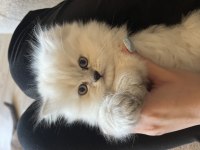British Longhair Cins Kedimiz Erkek