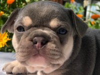 Ankara exotic french bulldog