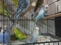 Jumbo muhabbet kuşu bayram şekerleri maşallah