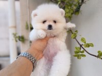 Teddy beyaz pomeranian boo