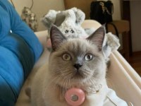 British Blue Point british shorthair kızıma DAMAT arıyoruz
