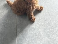 Toy Poodle Sağlıklı