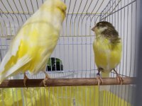 ORJİNAL SAFKAN LANKŞAYIR KANARYA 23 CM