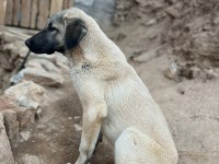 BONCUK YENİ YUVASINI ARIYOR