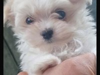 Muhteşem Kore maltese