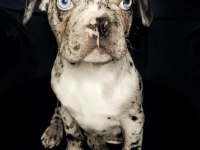 Çok iyi Kalite Erkek Marly Frennch Bulldog
