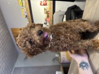 Toy Poodle Yavruları