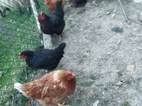 Yumurta tavuğu