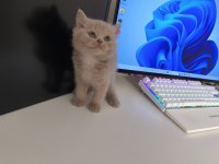 Fawn British Shorthair