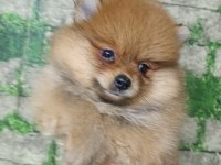 POMERANİAN YAVRULAR İÇİN ULAŞABİLİRSİNİZ