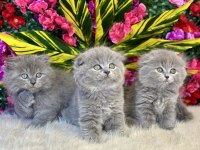ÜST KALİTE HER CİNS SINIRLI ADET BRİTİSH KEDİMİZ