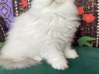 70 Günlük Biblo Gibi Yavru Scottish Fold
