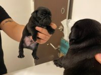 Pug yavrular