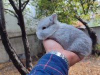 Cüce Tavşan (Netharlend dwarf)